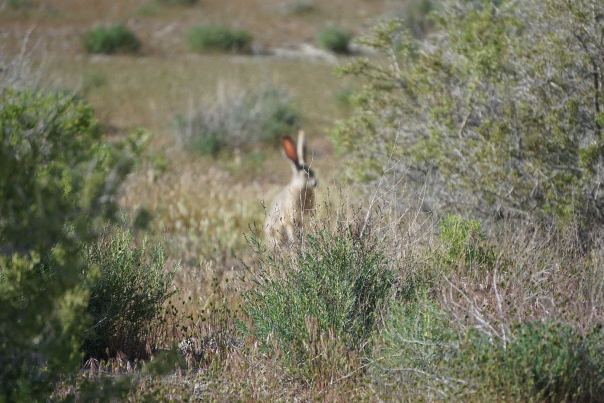 Back Country Day trip from&nbsp;Reno